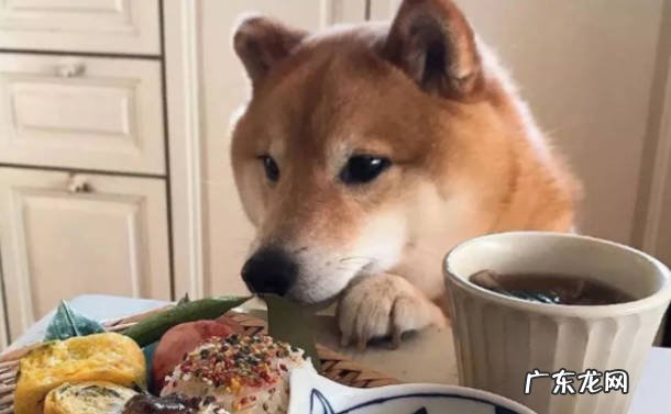 宠物学院：柴犬能吃米饭吗 吃米饭有哪些好处