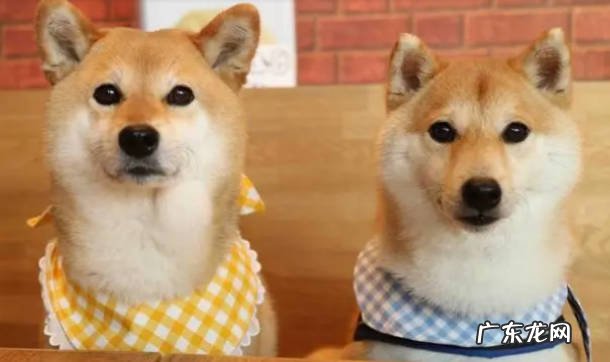 宠物学院：柴犬能吃米饭吗 吃米饭有哪些好处