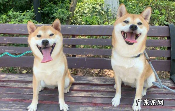 宠物学院：柴犬能吃米饭吗 吃米饭有哪些好处