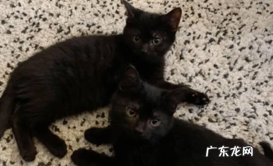 孟买猫和黑猫有哪些区别 要怎么区分