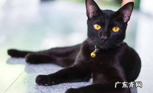 孟买猫和黑猫有哪些区别 要怎么区分