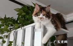 猫咪爱爬高有哪些原因 对猫咪有什么帮助吗