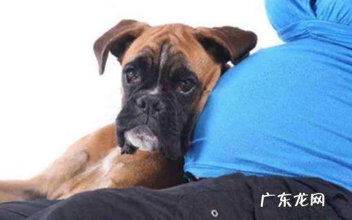 什么是弓形虫 狗是如何将弓形虫传染给人的