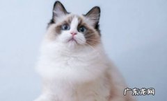 如何饲养布偶猫 有哪些注意事项呢