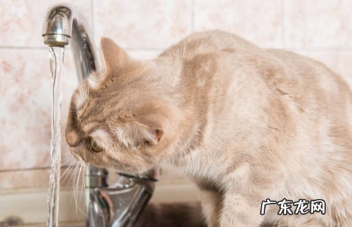 猫咪突然喝很多水是什么原因 家长们要怎么做