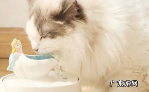 猫咪突然喝很多水是什么原因 家长们要怎么做