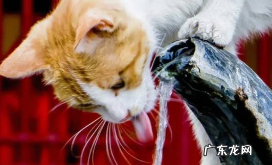 猫咪突然喝很多水是什么原因 家长们要怎么做
