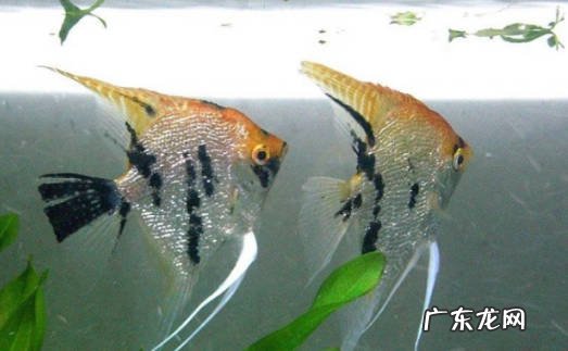 红头三色神仙鱼好养不 要如何养呢