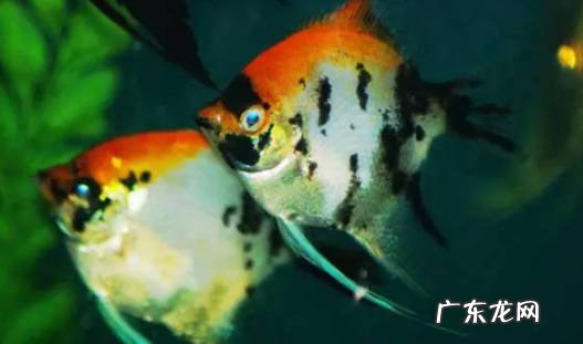 红头三色神仙鱼好养不 要如何养呢