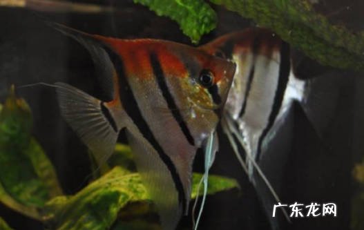 红头三色神仙鱼好养不 要如何养呢