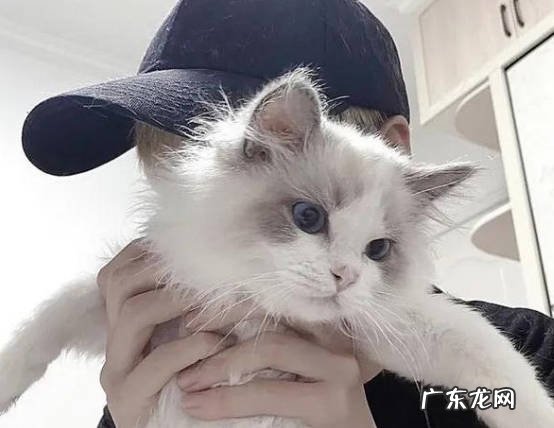 方式不对 为什么猫咪不让抱