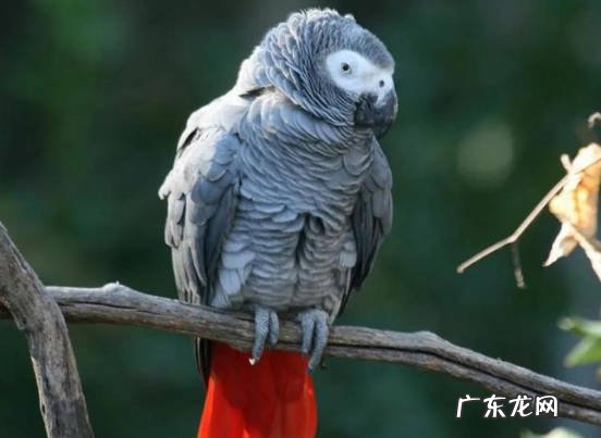 金丝雀 哪些是可以选择的笼养鸟