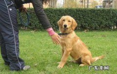 训练 喂养金毛的技巧是什么