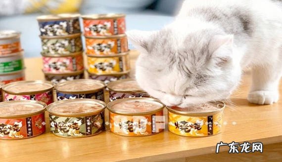鸡蛋 小奶猫可以吃哪些食物