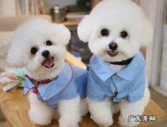 性格温顺 比熊比泰迪受欢迎的原因是什么