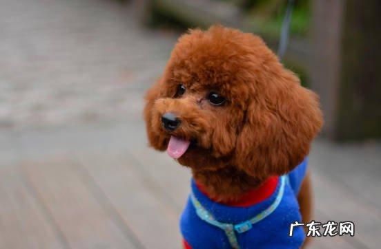 性格温顺 比熊比泰迪受欢迎的原因是什么