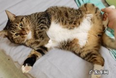 露出肚子 猫咪认定主人的表现是什么