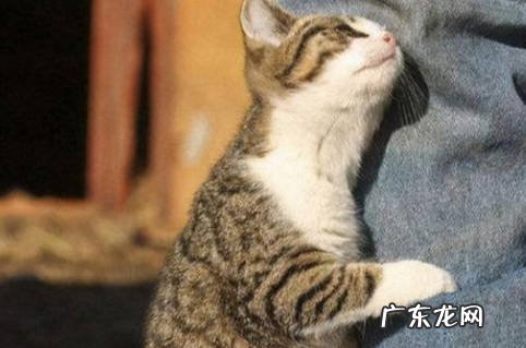 露出肚子 猫咪认定主人的表现是什么