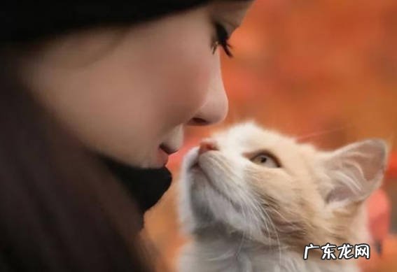 露出肚子 猫咪认定主人的表现是什么