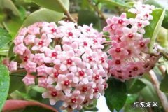 球兰 哪些花具备超强的耐阴性