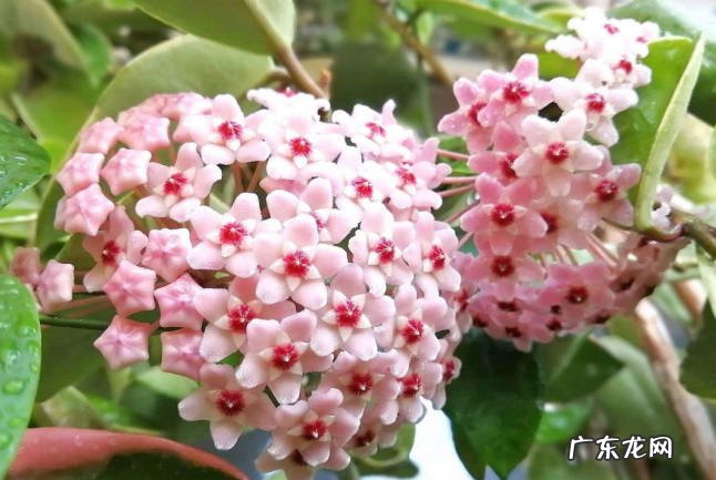 球兰 哪些花具备超强的耐阴性