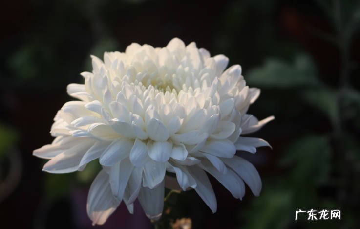 扶桑花 哪些漂亮花并不适合送人