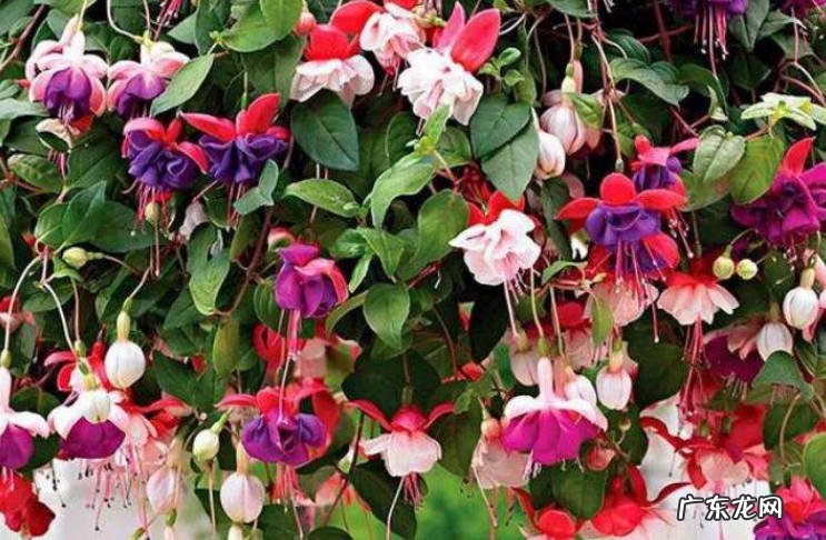 扶桑花 哪些漂亮花并不适合送人