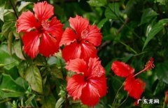 扶桑花 哪些漂亮花并不适合送人