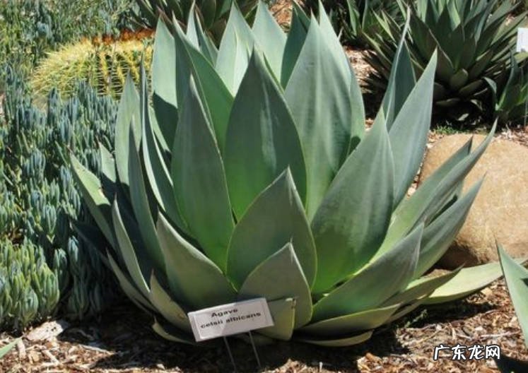 茶花 哪些花的寿命超长