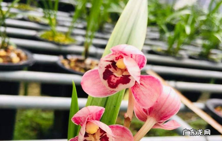 红月 哪些品种的兰花适合在家里养殖