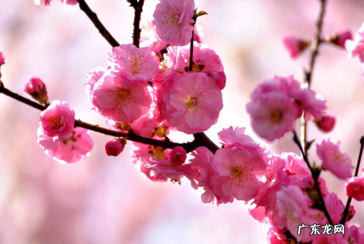 红月 哪些品种的兰花适合在家里养殖