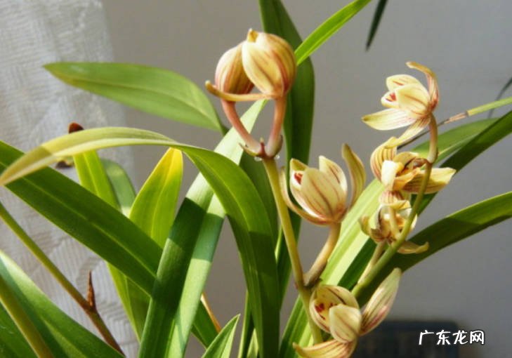 红月 哪些品种的兰花适合在家里养殖