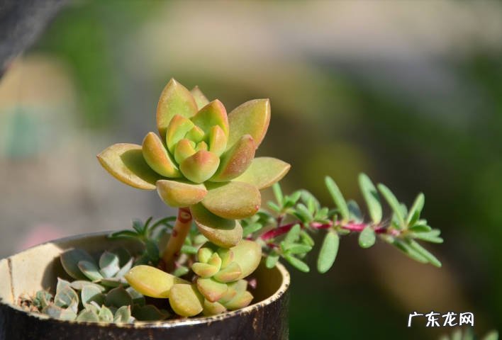 合理浇水 怎么把多肉养的又肥又胖