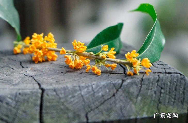 牡丹吊兰 哪些植物不但好看还能吃