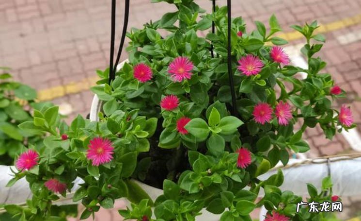 牡丹吊兰 哪些植物不但好看还能吃