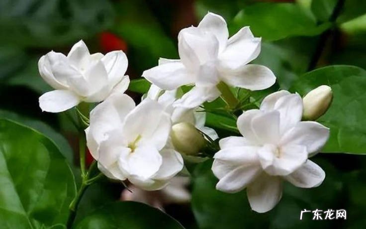 牡丹吊兰 哪些植物不但好看还能吃