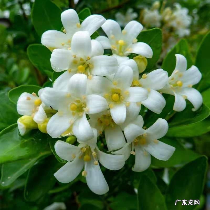 茉莉花 哪些带香味的花花期长