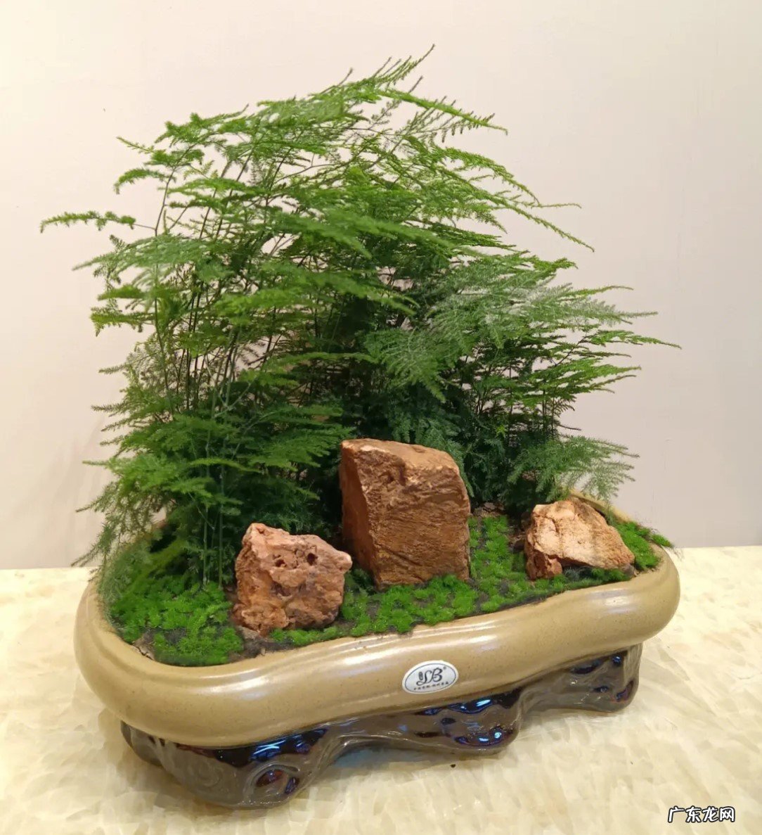 文竹 哪些花耐阴又容易开花