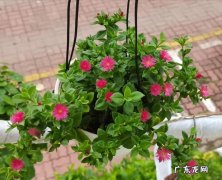 牡丹吊兰 孕妇小孩都不怕的安全花有哪些