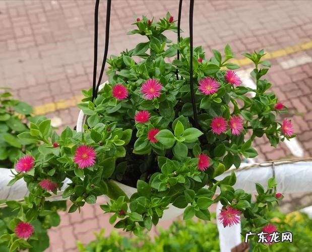 牡丹吊兰 孕妇小孩都不怕的安全花有哪些