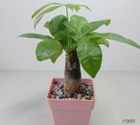 发财树 家里摆放什么植物最好