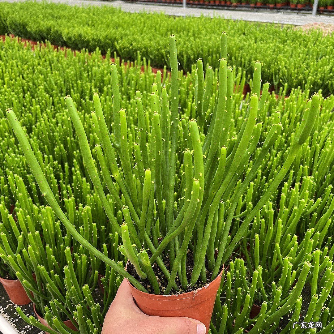 黄花茉莉 最好不要养哪些有毒花