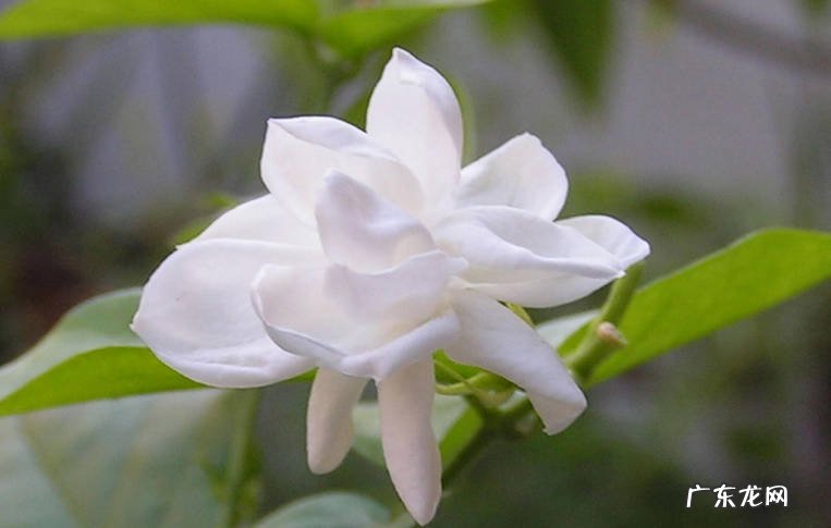 杜鹃花 喜欢醋水的年宵花有哪些