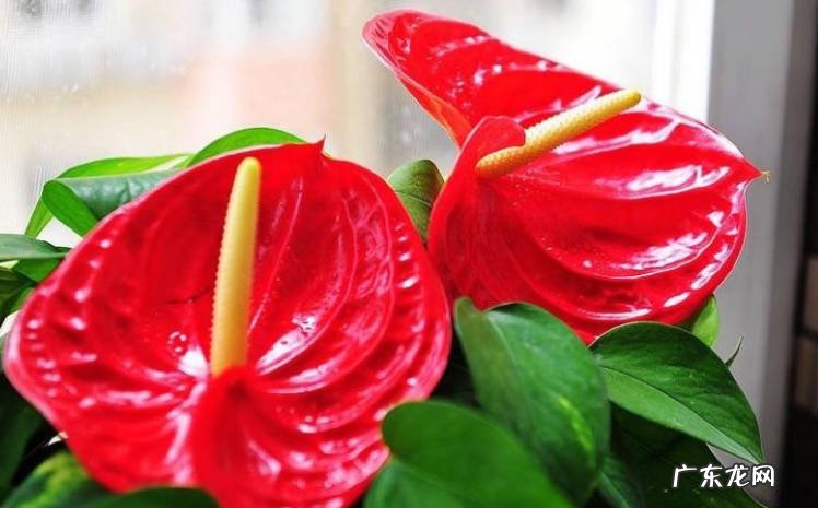仙客来、蝴蝶兰、红掌花 哪些花不能在春天晒太阳