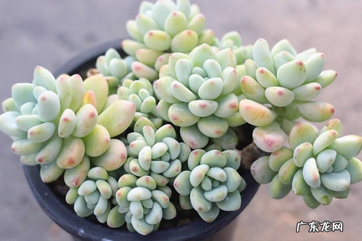 橙梦露 哪些多肉好看又好养