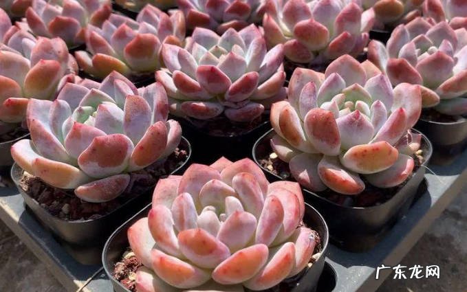 橙梦露 哪些多肉好看又好养