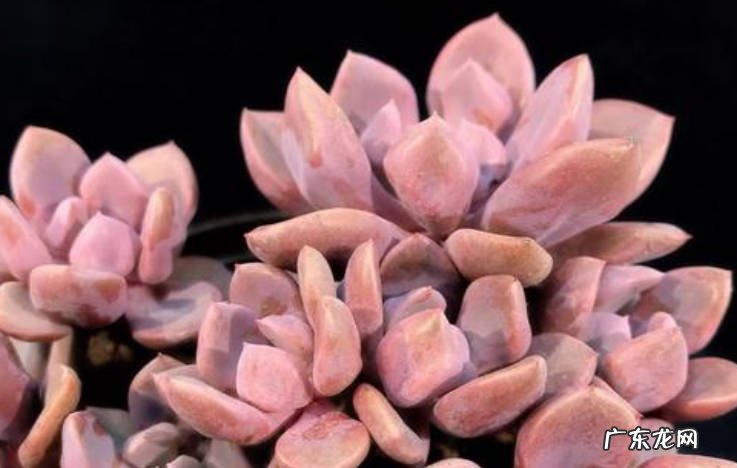 橙梦露 哪些多肉好看又好养