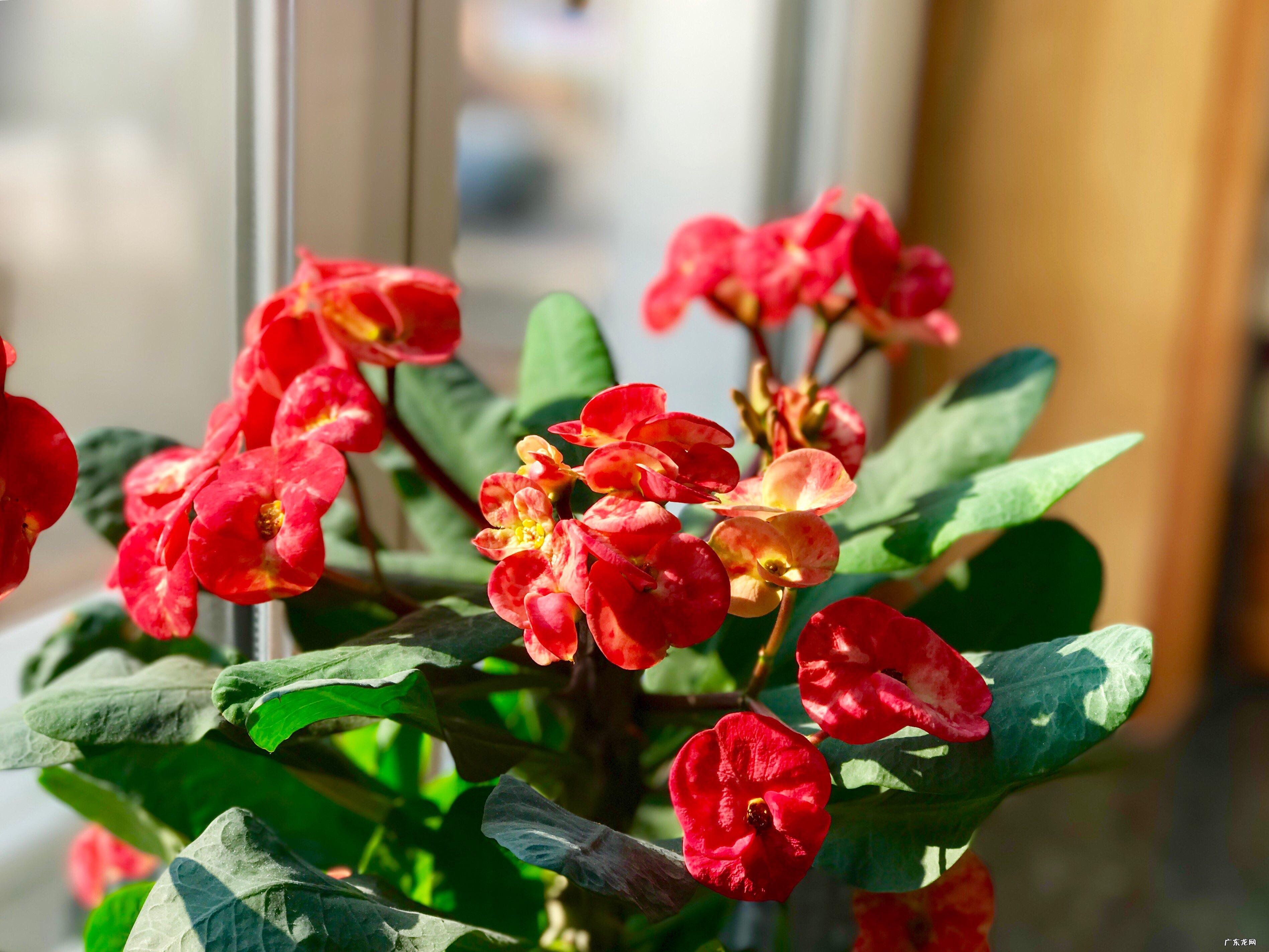 三角梅 适合新手的皮实好养的花有哪些