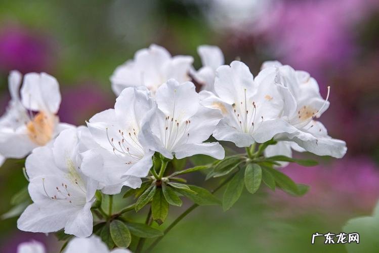 牡丹 过年适合养哪些花