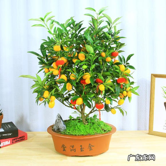 牡丹 过年适合养哪些花